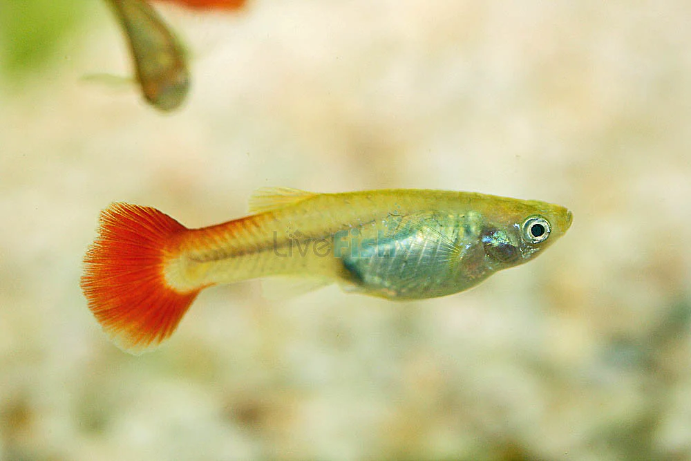 Red Tail Guppy